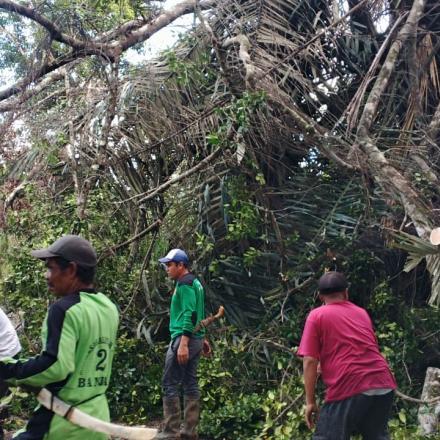 POHON KARIWAYA ROBOH TUTUPI JALAN LINTAS SEKTOR PERKEBUNAN DESA BAWAHAN SEBERANG